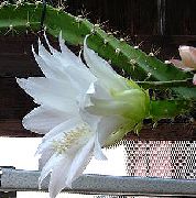 თეთრი მზე Cactus შიდა მცენარეები ფოტო