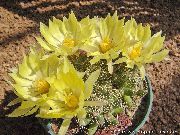 gul Gamla Damen Kaktus, Mammillaria Krukväxter foto