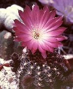 pustynny kaktus Lobiv, Rośliny domowe zdjęcie