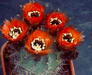 piros Csutka Kaktusz Szobanövények fénykép