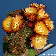 oranje Cob Cactus Kamerplanten foto