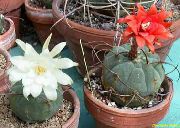 desert cactus Matucana, Indoor plants photo