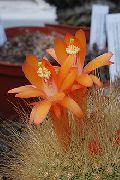 oranžový Matucana Pokojové rostliny fotografie