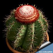 пустинен кактус Търкс Главата Кактус, Стайни растения снимка