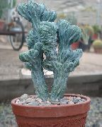 fotoğraf beyaz Kapalı bitkiler Mavi Mum, Kaktüs Yabanmersini