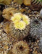fotoğraf sarı Kapalı bitkiler Neoporteria