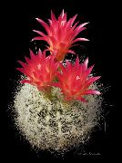 kırmızı Neoporteria Kapalı bitkiler fotoğraf