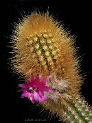 le cactus du désert Oreocereus, Plantes d'intérieur photo