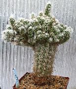 zdjęcie różowy Rośliny domowe Oreotsereus