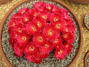 пустинен кактус Sulcorebutia, Стайни растения снимка