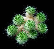 fotoğraf Tephrocactus Kapalı bitkiler