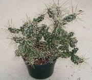 fotoğraf beyaz Kapalı bitkiler Tephrocactus