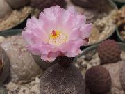 zdjęcie różowy Rośliny domowe Tefrokaktus