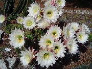 beyaz Trichocereus Kapalı bitkiler fotoğraf