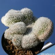 çöl kaktüs Haageocereus, Kapalı bitkiler fotoğraf