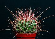 fotoğraf sarı Kapalı bitkiler Hamatocactus