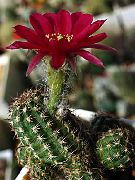 bordo Žemės Riešutų Kaktusas Vidinis augalai nuotrauka