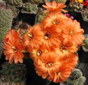 arancione Arachidi Cactus Piante da appartamento foto