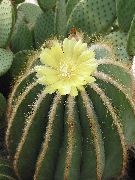 sarı Eriocactus Kapalı bitkiler fotoğraf