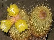 fotoğraf sarı Kapalı bitkiler Eriocactus