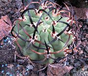 pembe Eriosyce Kapalı bitkiler fotoğraf