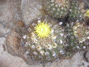 fotoğraf sarı Kapalı bitkiler Eriosyce