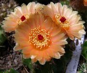 oranžový Koule Kaktus Pokojové rostliny fotografie