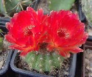 piros Ball Kaktusz Szobanövények fénykép