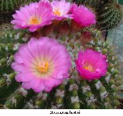 roosa Palli Kaktus Toataimed foto