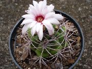 wit Bal Cactus Kamerplanten foto