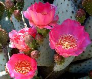 roze Cactusvijg Kamerplanten foto