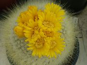 fotoğraf sarı Kapalı bitkiler Cüce
