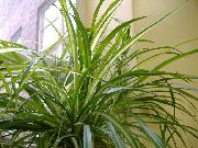 zielony Chlorophytum Rośliny domowe zdjęcie