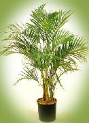 strom Kučeravé Palmu, Kentia Dlaň, Raj Palm, Izbové Rastliny fotografie