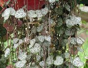 hanging plant Rosary Vine, String of Hearts, Indoor plants photo