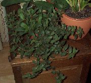 agățat de plante Cyanotis, Plante de interior fotografie