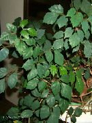 zdjęcie ciemno-zielony Rośliny domowe Tsissus