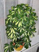 plamisty Scheffler (Geptaplerum) Rośliny domowe zdjęcie
