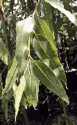 zielony Eukaliptus Rośliny domowe zdjęcie