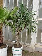      ,  ,   - Yucca aloifolia 