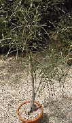 zielony Brachychiton Rośliny domowe zdjęcie