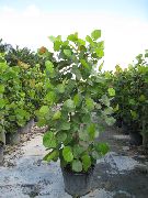 zielony Coccoloba (Na Morze Winogron) Rośliny domowe zdjęcie