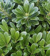 çalı Japon Defne, Pittosporum Tobira, Kapalı bitkiler fotoğraf