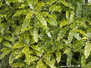 hell-grün Japanese Lorbeer, Pittosporum Tobira Zimmerpflanzen foto