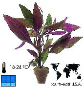 紫 空心莲子草 室内植物 照片