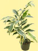 低木 Cleyera, 屋内植物 フォト