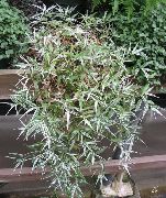 ампельное Пъстра Basketgrass, Стайни растения снимка