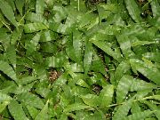 zielony Oplismenus (Ostyanka) Rośliny domowe zdjęcie