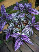 紫 波斯盾 室内植物 照片