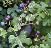 une liane Poivre Vigne, Porcelaine Berry, Plantes d'intérieur photo